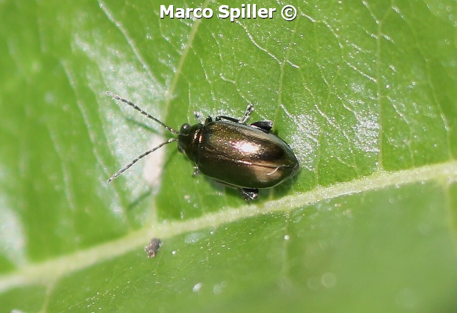 Minuscolo coleottero da identificare - Altica sp.